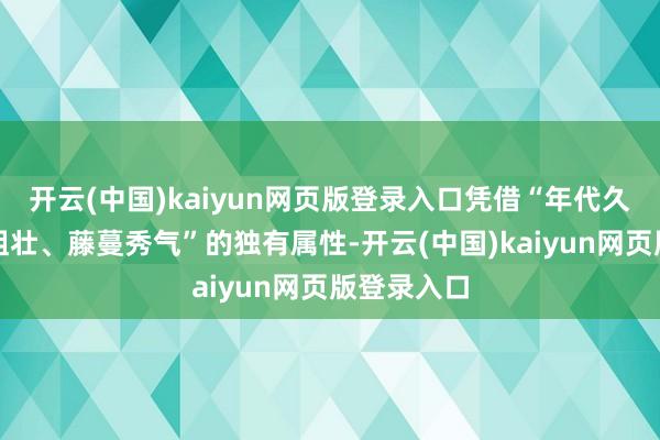 开云(中国)kaiyun网页版登录入口凭借“年代久远、藤干粗壮、藤蔓秀气”的独有属性-开云(中国)kaiyun网页版登录入口